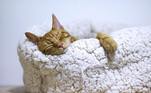 Gato dormindo
