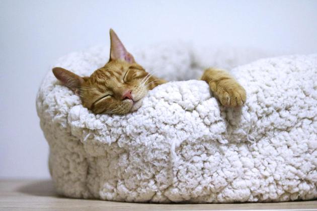 Gato dormindo