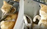 Um gatinho preguiçoso foi surpreendido por uma cobra curiosa durante uma soneca