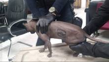 Gato é encontrado com tatuagem de gangue em cadeia no México 