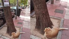Gato desaparecido é encontrado encarando cartaz de 'procura-se' com a sua foto