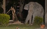 Um elefante de cerca de 4 toneladas invadiu a propriedade de uma família na Tailândia — provavelmente em busca de comida — e acabou afugentado por um gatinho de estimação muito corajoso