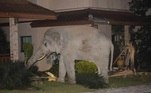 Os dois personagens têm até nomes: o gato tem três anos e se chama Simba, enquanto o elefante tem 35 anos e é chamado de Pai Salick