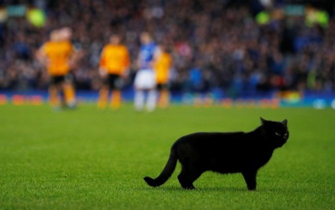 Gato invade campo e dá olé em seguranças no Campeonato Inglês - Fotos - R7  Futebol