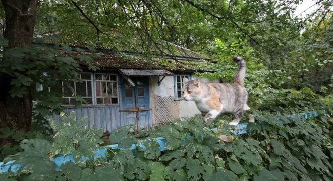 Animais, como este gato, assumiram a Zona de Exclusão de Chernobyl desde que os humanos se afastaram