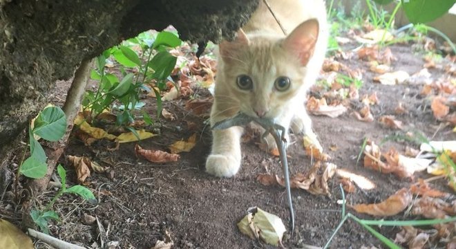 Gato predando mabuia; população da ave trinta-réis-das-rocas foi reduzida a pouco mais de 10% entre as décadas de 1940 e 1990 por conta da predação por felinos em Fernando de Noronha