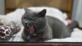 Hotel para gatos em Portugal tem camas de grife, ginásio e refeições especiais (Reprodução/Instagram @thepetssionateboutiquehotel)