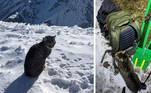 Uma gata sem medo de aventuras seguiu dois montanhistas até o topo de uma montanha gelada de 3.000 m. É a terceira vez que ela completa o percurso, o que está deixando os moradores locais um tanto confusos