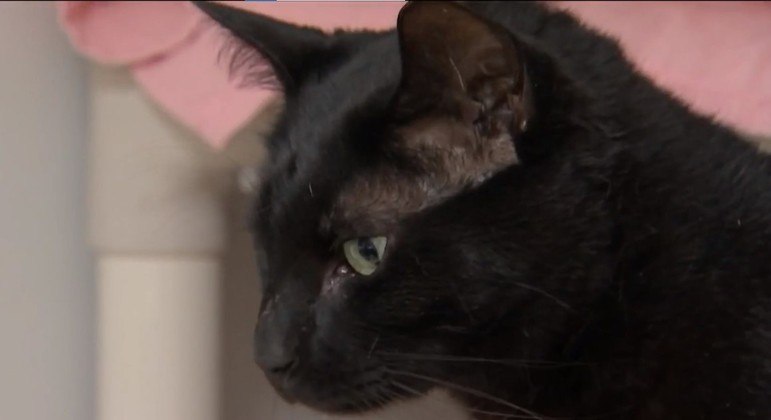 Iniciativa busca salvar gatos de serem sacrificados

