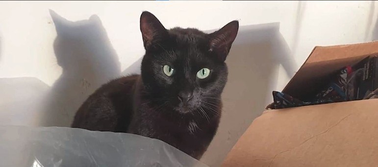Funcionários de um aeroporto de Boston capturaram uma gata que deu um baile neles por três semanas. Rowdy era passageira de um voo indo da Alemanha, mas conseguiu escapar e se escondeu em diversas salas até finalmente se entregar