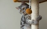 Saúde mental: ter brinquedos em casa ajuda os gatos a se distraírem. Usar prateleiras para que eles possam escalar, subir e descer pode manter o gato mais ativo. Arranhadores verticais também garantem o bem-estar dos pets