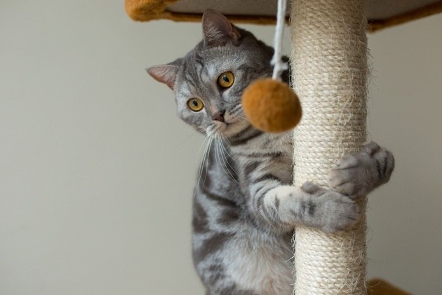 Saúde mental: ter brinquedos em casa ajuda os gatos a se distraírem. Usar prateleiras para que eles possam escalar, subir e descer pode manter o gato mais ativo. Arranhadores verticais também garantem o bem-estar dos pets