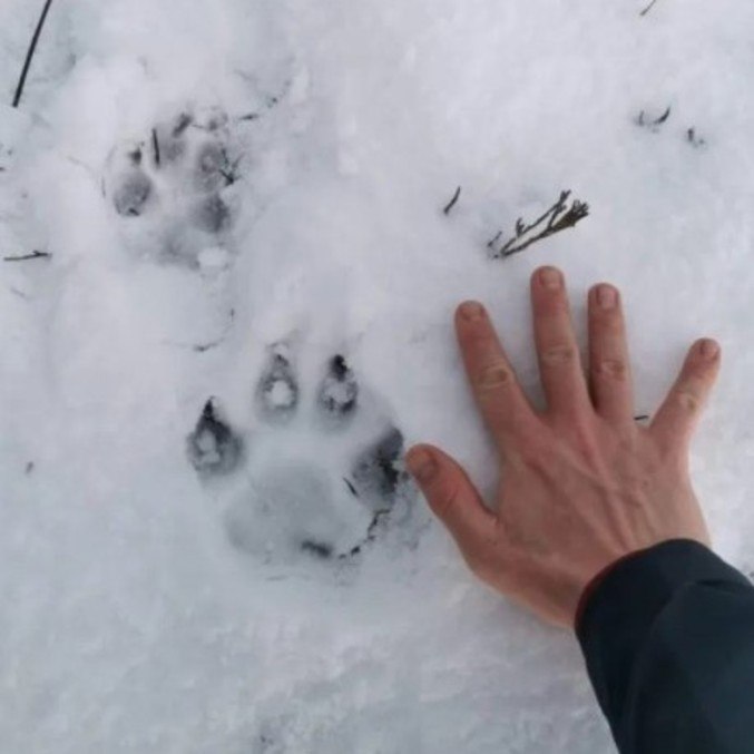 Pata felina gigante identificada na mesma região, em 2020