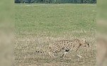 Assim como outros gatos vistos anteriormente na região, ele é grande e possui um padrão de pelagem similar ao de leopardos e onças