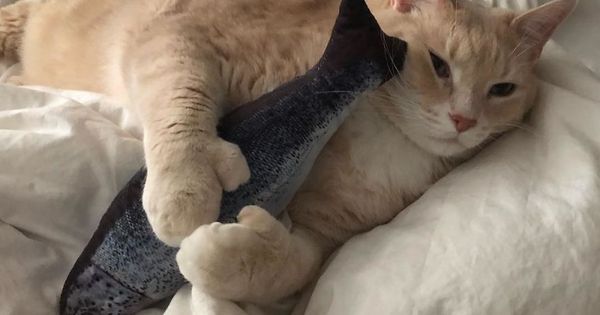 Tem 15 kg! Gato gordo faz sucesso na web e finalmente entra na dieta