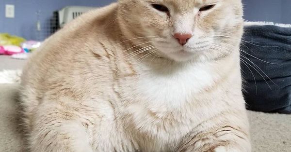 Tem 15 kg! Gato gordo faz sucesso na web e finalmente entra na dieta