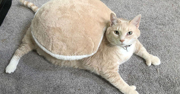 Tem 15 kg! Gato gordo faz sucesso na web e finalmente entra na dieta