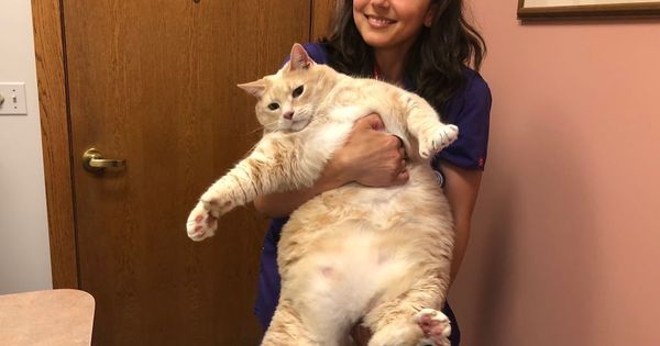 Tem 15 kg! Gato gordo faz sucesso na web e finalmente entra na dieta