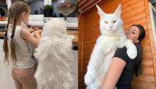 'Maior gato do mundo' consegue abrir porta sozinho e choca web