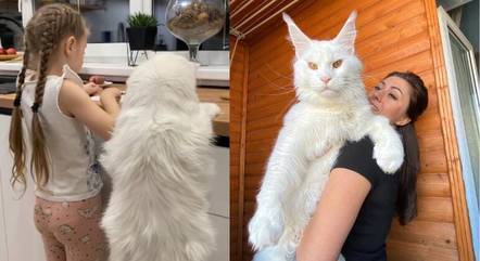 Gato grande consegue até abrir portas