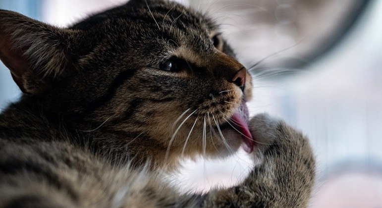 Gatos também podem apresentar a mania de lambedura