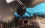 O filhote foi submetido a uma anestesia local e o parasita acabou retirado com o auxílio de uma pinça