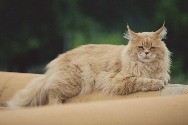 Jogos Macios Pequenos De Maine Coon Do Gatinho Foto de Stock