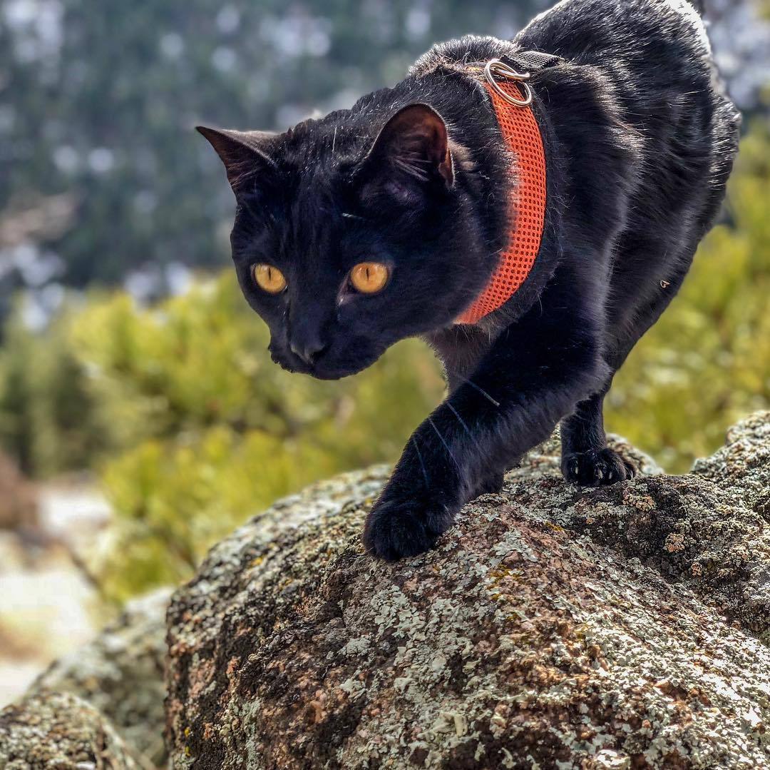 Gato mais aventureiro do mundo é sensação no Instagram - Fotos - R7 Hora 7
