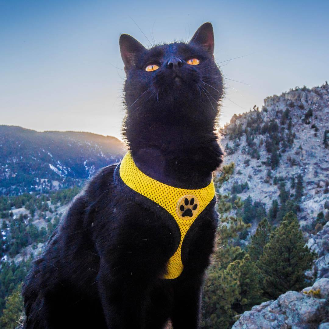Gato mais aventureiro do mundo é sensação no Instagram - Fotos - R7 Hora 7