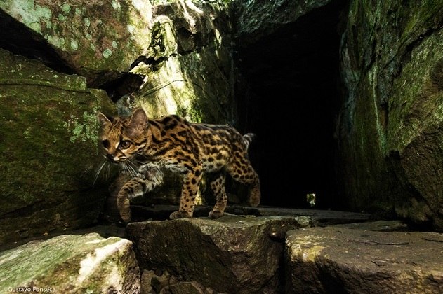 O tema Conservação de espécies/biodiversidade será apresentado na estação Fradique Coutinho (Linha 4-Amarela), de 3 a 30 de junho; na estação Moema (Linha 5-Lilás), de 3 a 30 de julho e na estação Oscar Freire (Linha 4-Amarela), de 4 a 31 de agosto (na foto, o gato-maracajá)