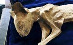 Colocar gatos que morreram em paredes era uma prática relativamente comum na Europa de século atrás — era considerado um sinal de boa sorte