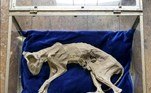 Um gato mumificado foi encontrado enterrado escondido dentro de uma parente. Detalhe: a descoberta foi feita em uma residência na Transilvânia, local famoso pelas histórias clássicas de Drácula