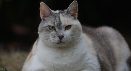 Obesidade é uma das causas do diabetes nos animais
