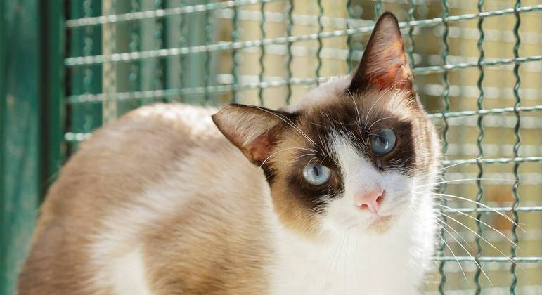 Gato para adoção na Cosap