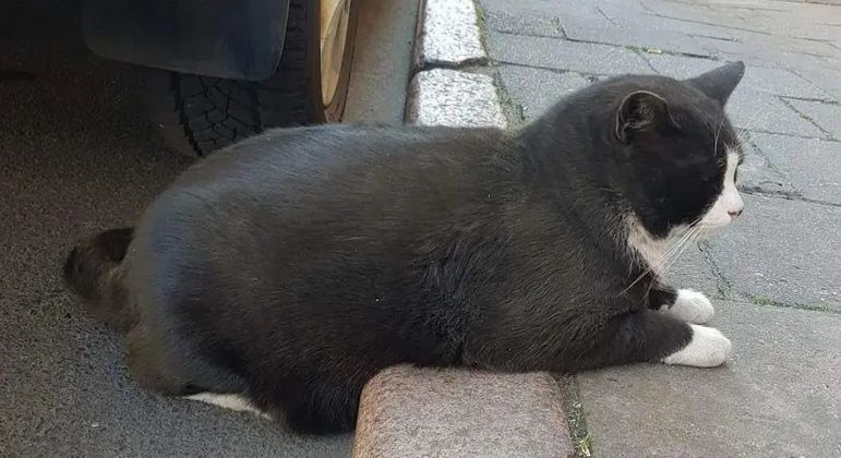 Gacek: conheça o gato de rua que virou atração turística em cidade na  Polônia