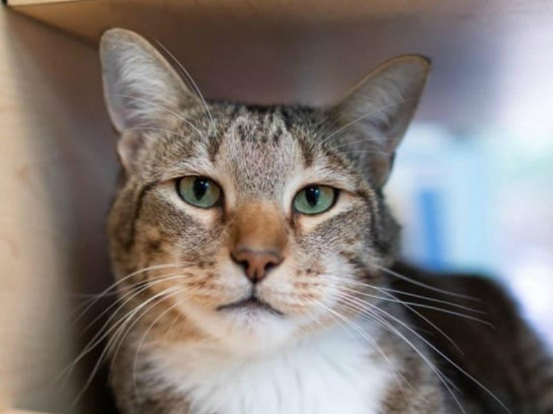 Gato com habilidade em abrir portas é o terror de abrigo para ...
