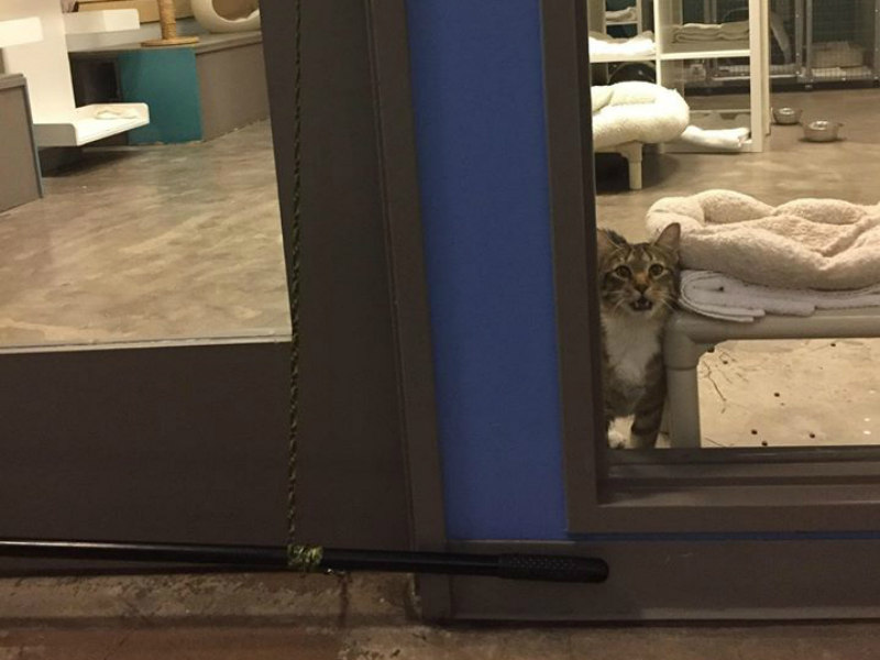 Gato com habilidade em abrir portas é o terror de abrigo para animais -  Fotos - R7 Hora 7
