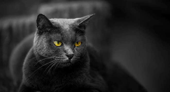 Gato preto - 13 curiosidades que provavelmente você não conhece