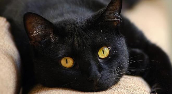 Gato preto - 13 curiosidades que provavelmente você não conhece