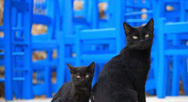 Gato preto - 13 curiosidades que provavelmente você não conhece