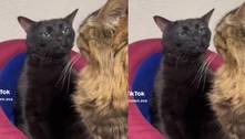 Gato preto com 'cara de deboche' viraliza e vira meme nas redes sociais