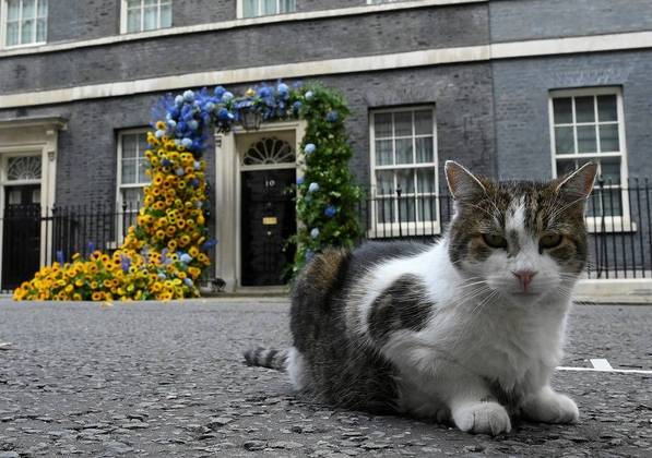 Larry the cat sits near a floral display arch to mark Ukraine's Independence Day on Downing Street in London