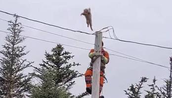 Gato pula de poste para evitar ser salvo por bombeiro (Reprodução/Facebook/Classic Hits Coast 101.1 )