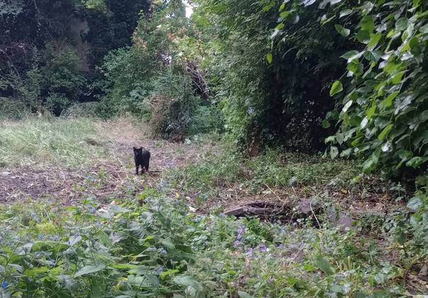 Em uma comunidade da rede social Reddit, pessoas postam imagens com elementos escondidos em paisagens aparentemente normais. Nesta imagem acima, temos um gato preto à espreita num matagal. Mas há um possível predador escondido: uma raposa. Consegue encontrá-la?