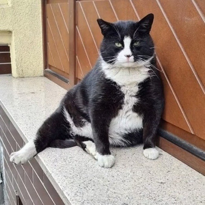 Gato gordinho virou a atração turística melhor avaliada de cidade na Polônia