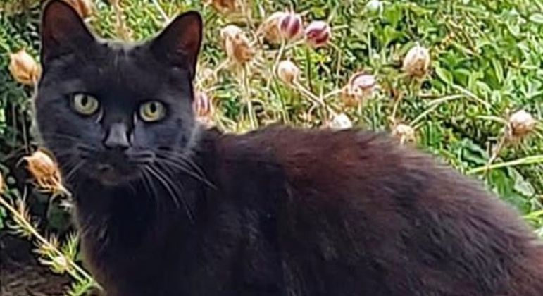Piran alertou um vizinho do acidente, ao miar incessantemente