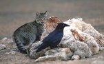 Gato selvagem se alimenta de animal morto em estrada na Austrália