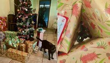 Gato esconde serpente venenosa embaixo de árvore de Natal: 'Presente inesperado' 