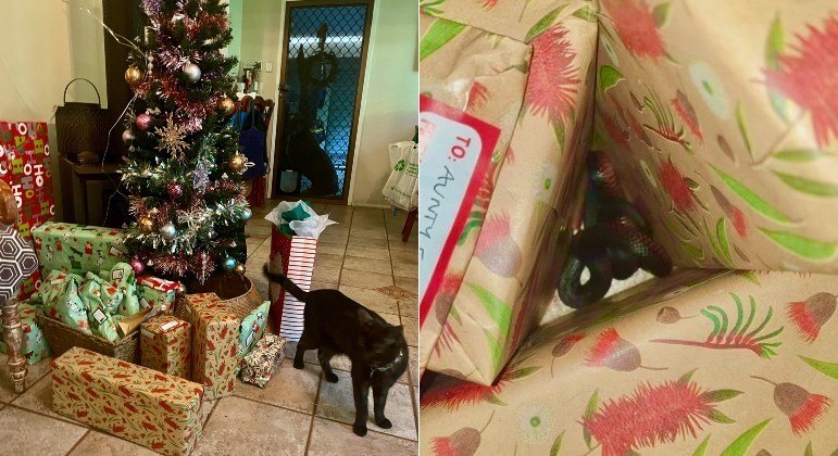 Gato escondeu serpente venenosa embaixo de árvore de Natal, em residência na Austrália