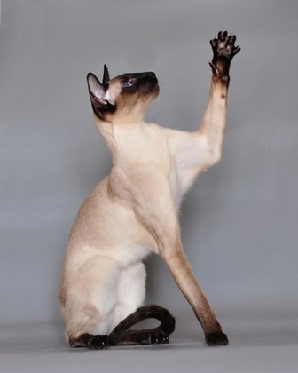 Gato Siamês- Com corpo esguio, pelagem curta, olhos amendoados e coloração distintiva, a raça siamesa é conhecida por ser sociável e comunicar-se frequentemente com seus tutores.